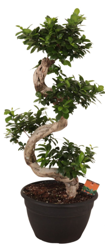 Bonsaï Ginseng