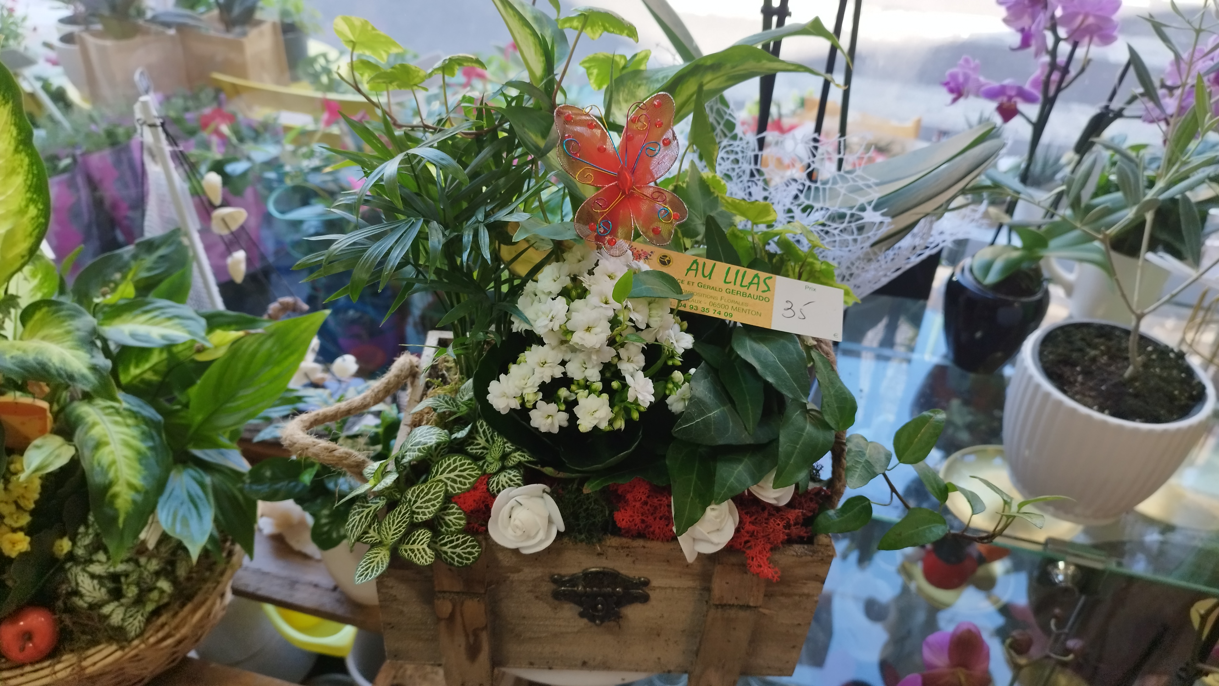 Coupe de plante 1