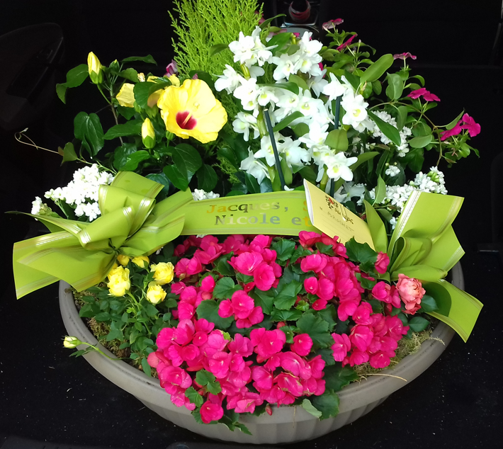 Coupe de plante 3