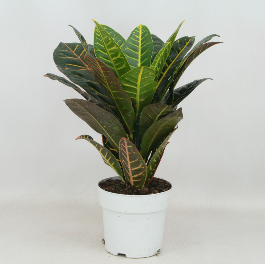 Croton Petra