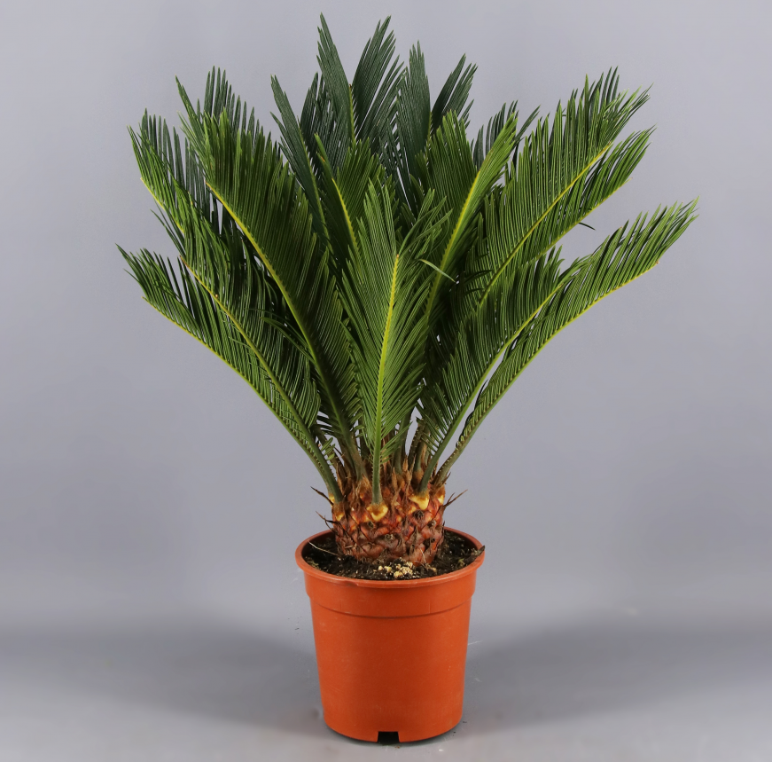 Cyca Revoluta