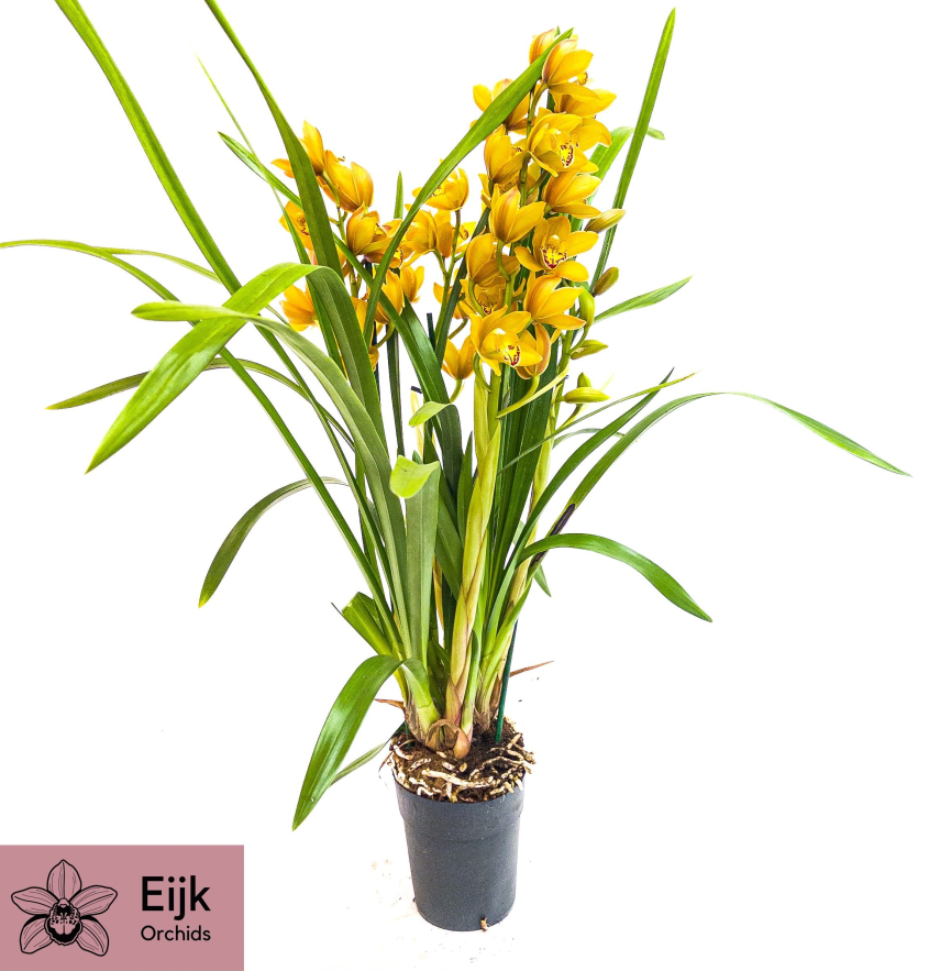 Cymbidium Maxima 3T