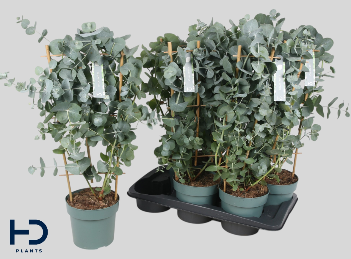 Eucalyptus Cinerea