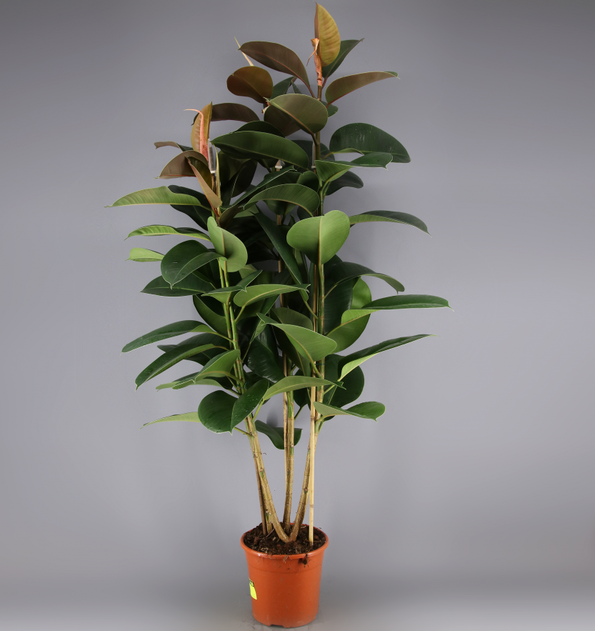 Ficus El Robusta