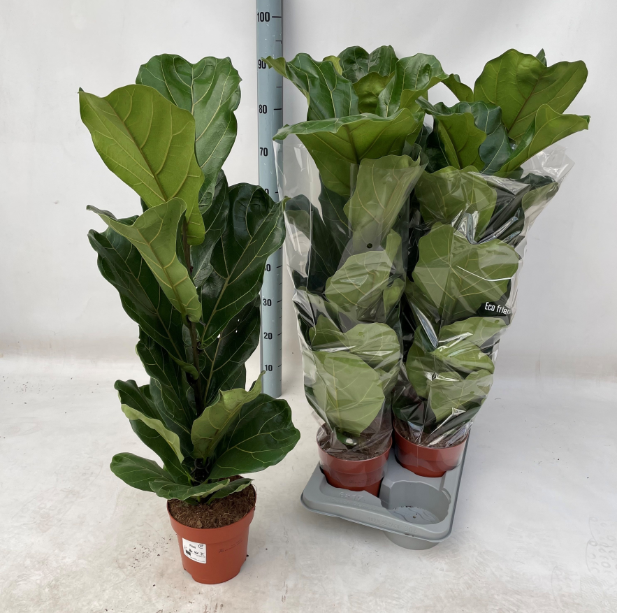Ficus Lyrata