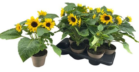 Girasol (Tournesol)
