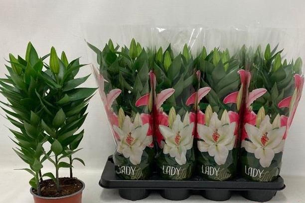 Lys Or Fuchsia