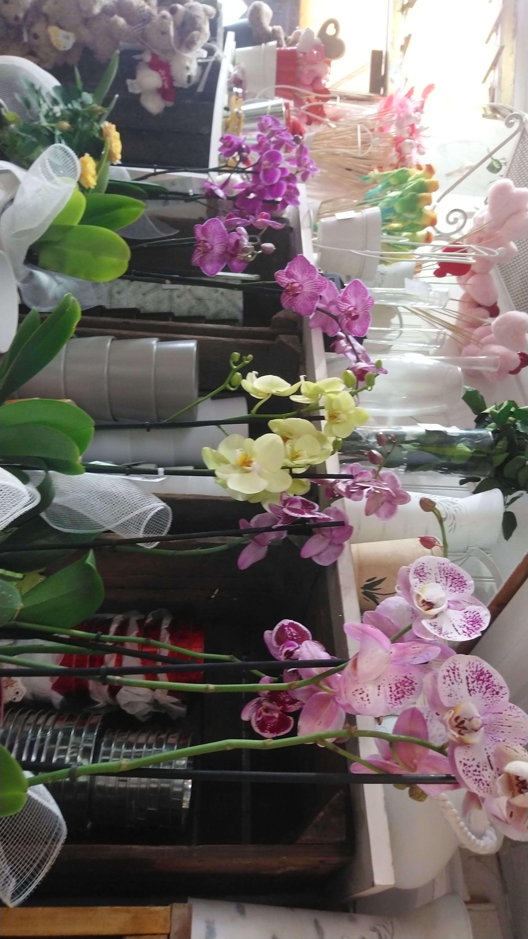 Orchidée 1