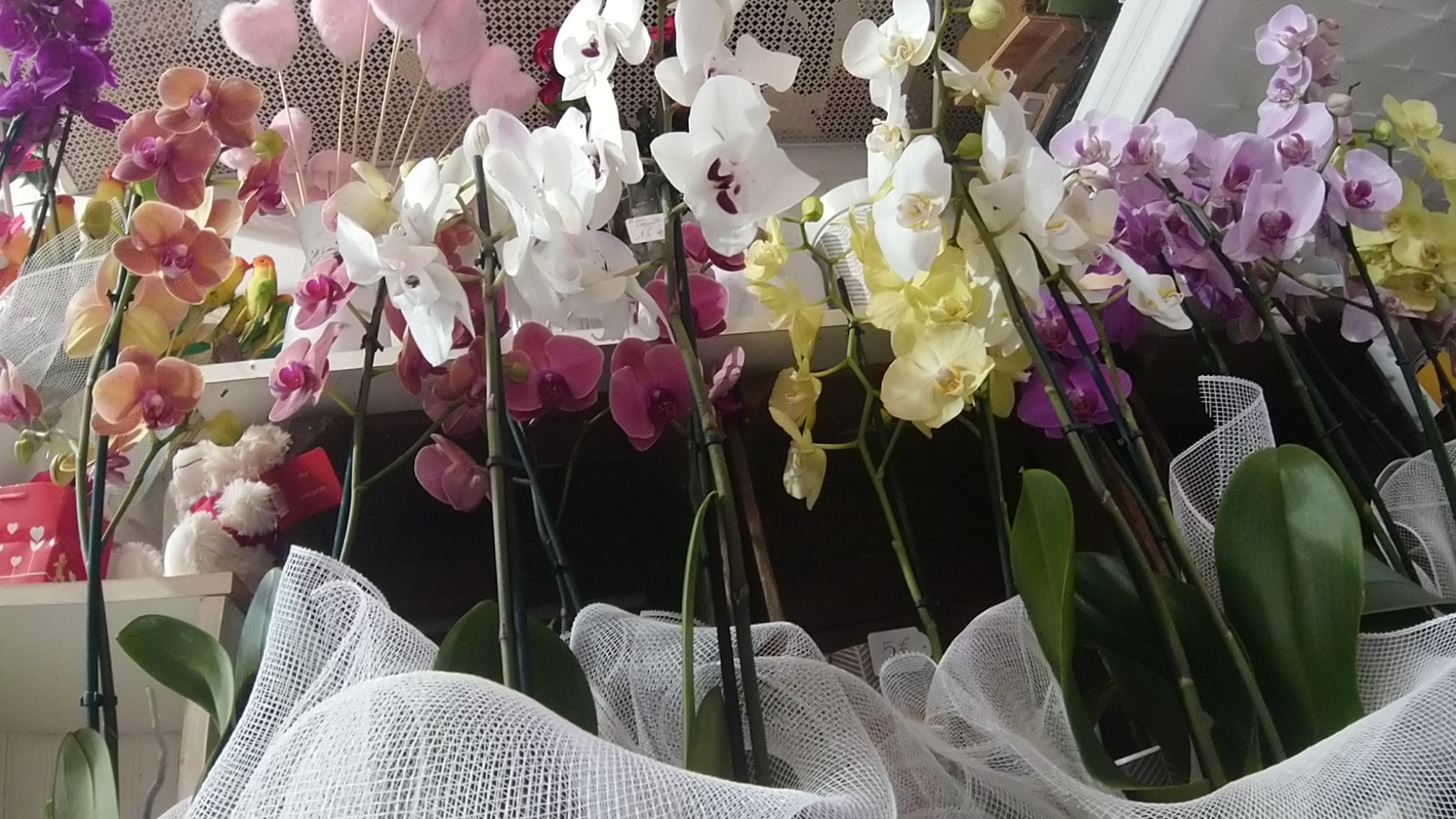 Orchidée 2