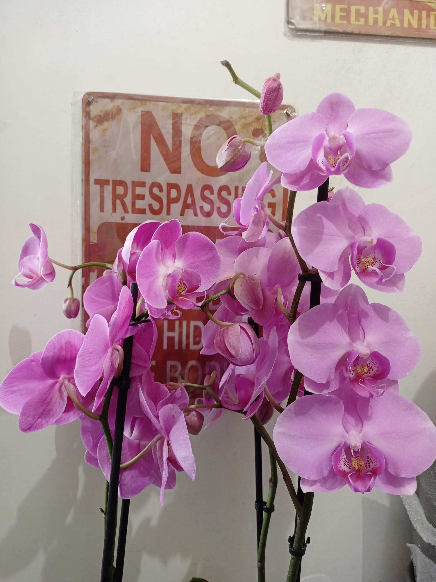 Orchidée 3