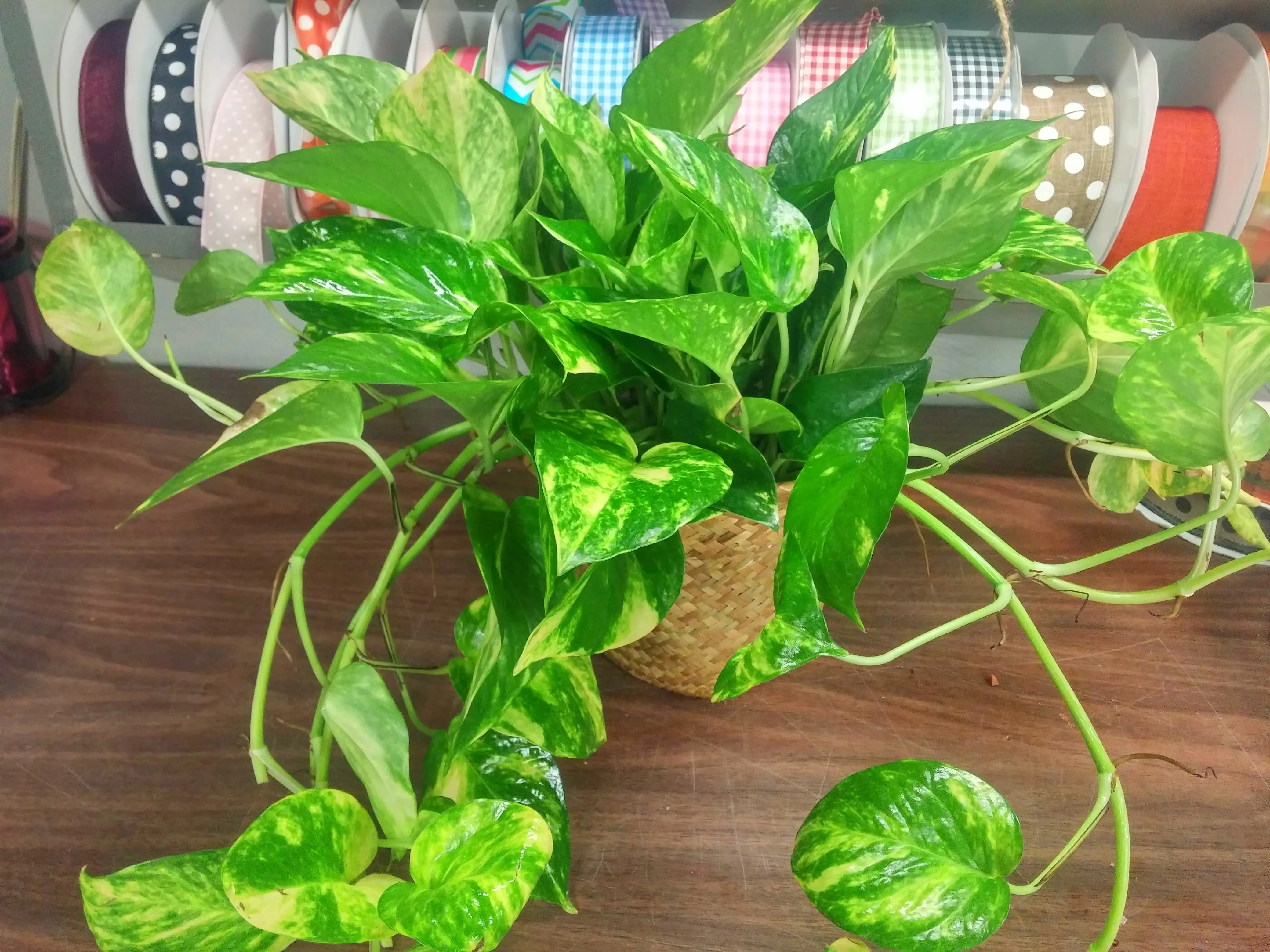 Plantes d'extérieur