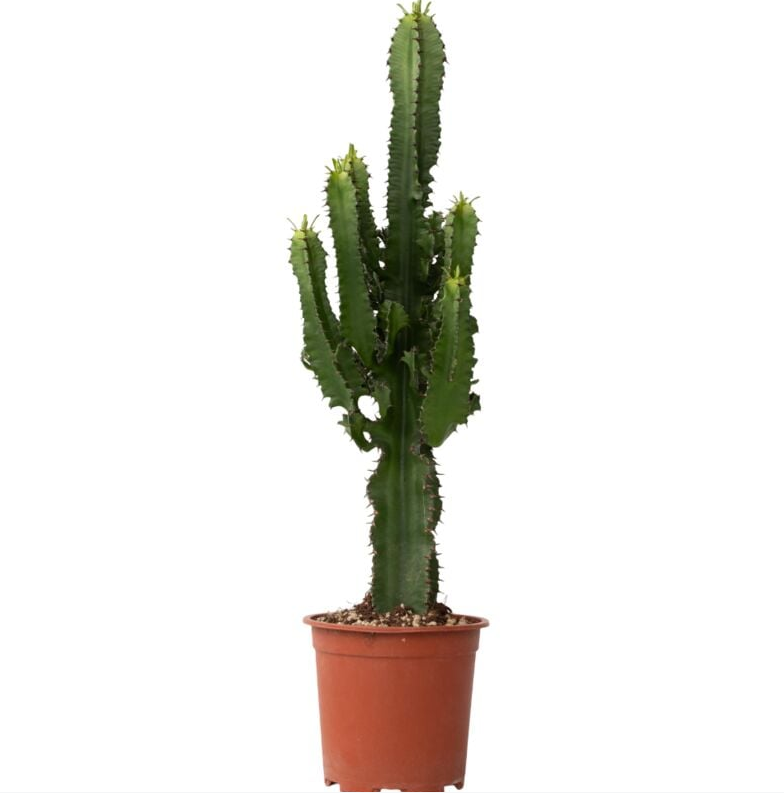Plante extérieure 3