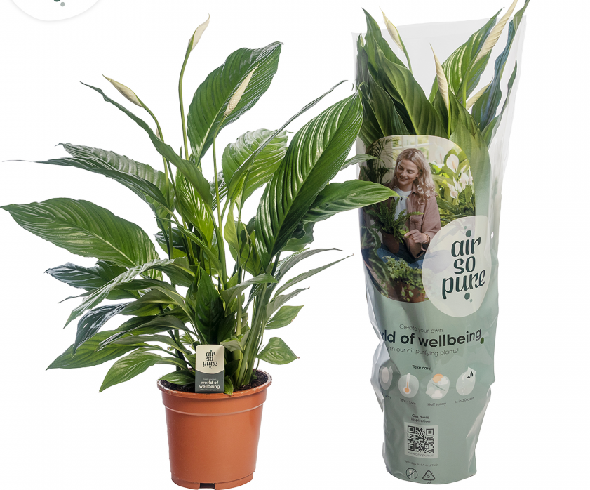 Spathiphyllum
