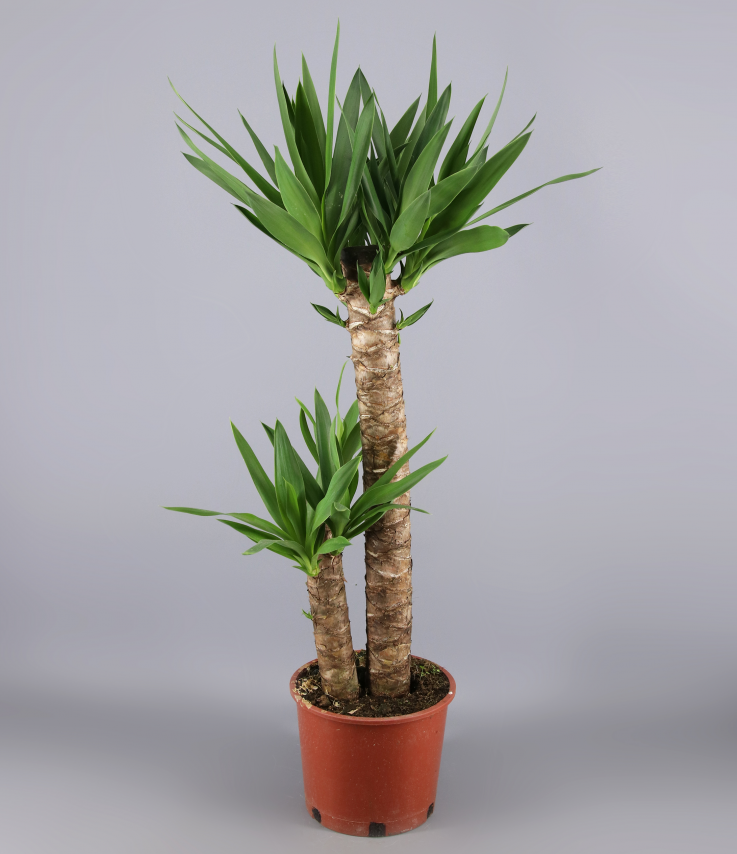 Yucca