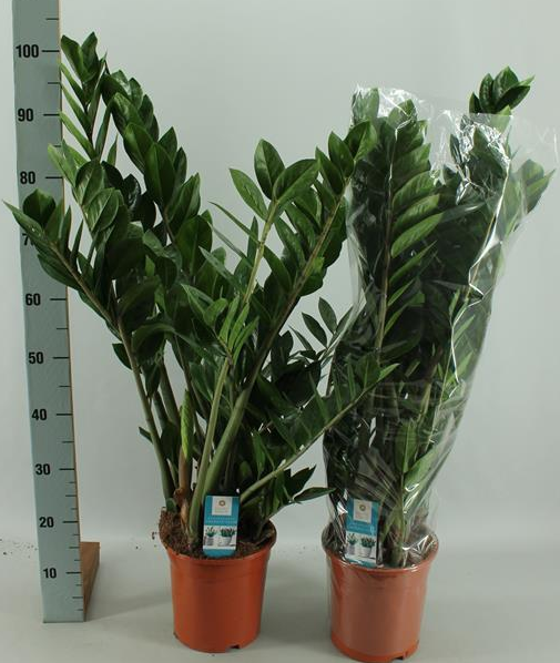 Zamioculca Zamii